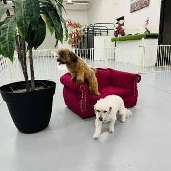Z Pet Hotels - Pet Boarding Near Me - Las Vegas, Nevada Z Pet Hotels - Pet Boarding Near Me - Las Vegas, Nevada