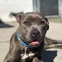 Photo of Heights Canine