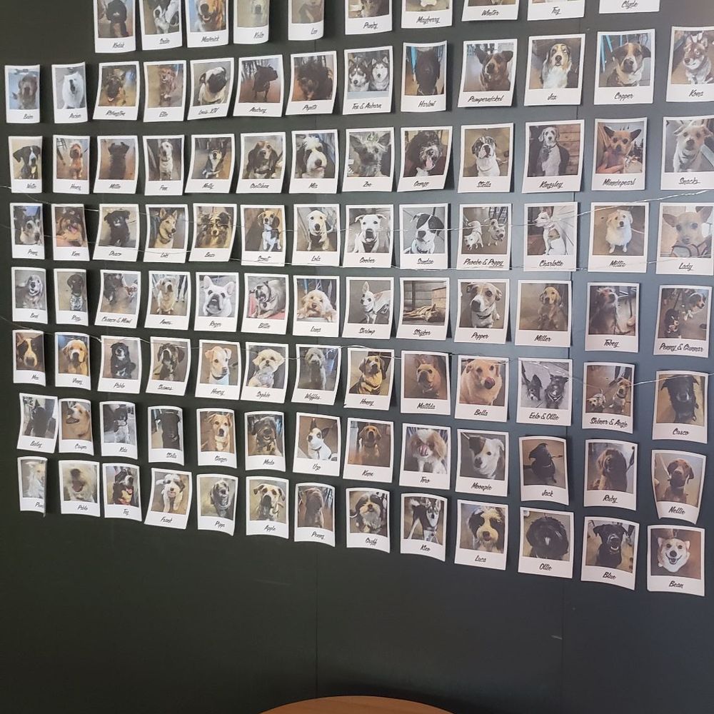 Houndstooth Coffee - Pics of dogs who I guess come in with their owners - Coffee & Tea Near Me - Dallas, Texas