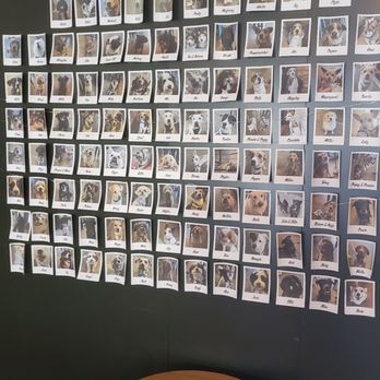 Houndstooth Coffee - Pics of dogs who I guess come in with their owners - Coffee & Tea Near Me - Dallas, Texas Houndstooth Coffee - Pics of dogs who I guess come in with their owners - Coffee & Tea Near Me - Dallas, Texas