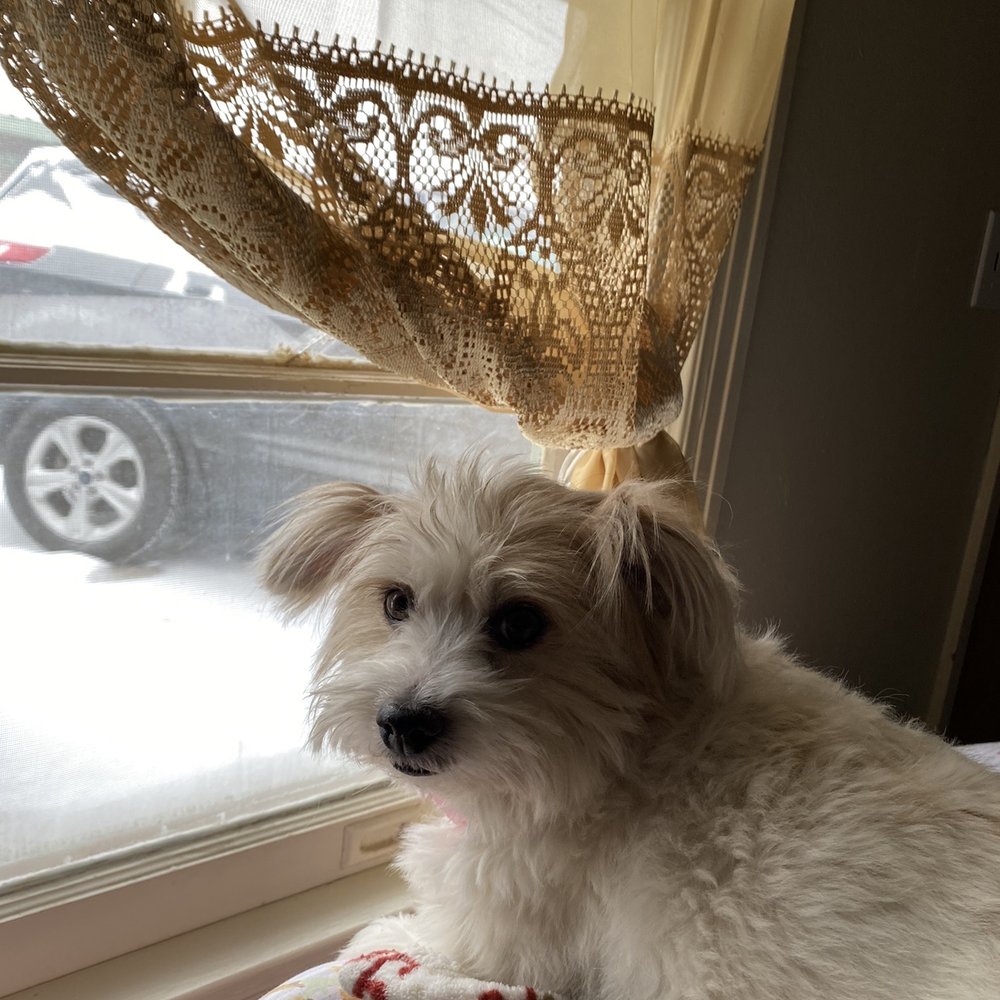 Bliss Motel - The comfortable puppy - Hotels Near Me - Winters, Texas Bliss Motel - The comfortable puppy - Hotels Near Me - Winters, Texas