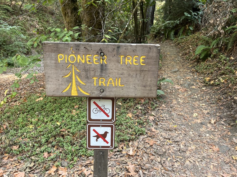 Pioneer Tree Trail Logo
