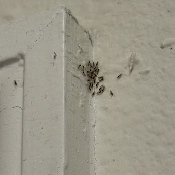 The Oaks at Southlake Commons - Ants crowding in the bathroom - Apartments Near Me - Clermont, Florida The Oaks at Southlake Commons - Ants crowding in the bathroom - Apartments Near Me - Clermont, Florida