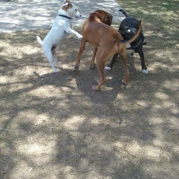 Shawnee Park - Dog Parks Near Me - Chandler, Arizona Shawnee Park - Dog Parks Near Me - Chandler, Arizona