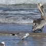 Padre Island National Seashore