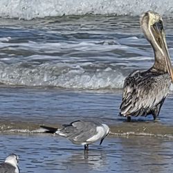 Padre Island National Seashore