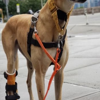 Alvarez - Betsy (Greyhound) - Dog Walkers Near Me - Queens, New York