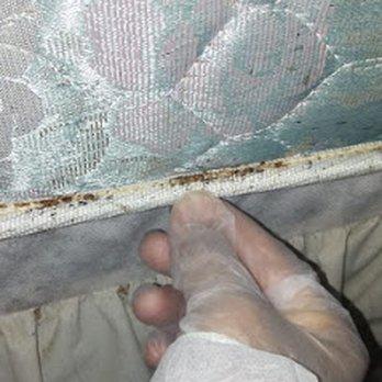 Katch All Pest Control - highly infested bedbug mattress - Pest Control Near Me - Queens, New York Katch All Pest Control - highly infested bedbug mattress - Pest Control Near Me - Queens, New York