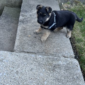 Hug-A-Pup - Pet Breeders Near Me - Hammond, Indiana