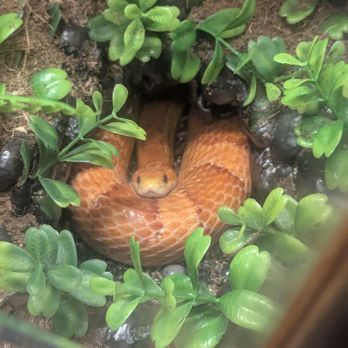 Painted Reptile - Happy corn snake - Reptile Shops Near Me - Tarzana, California