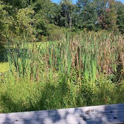 Great Swamp Outdoor Education Center - Gorgeous marsh!