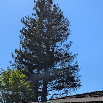 Nate's Tree Service - Tree Services Near Me - Sonora, California Nate's Tree Service - Tree Services Near Me - Sonora, California