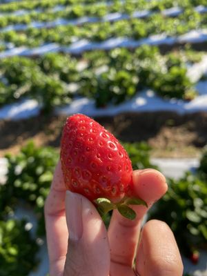 Knaus Berry Farm by null