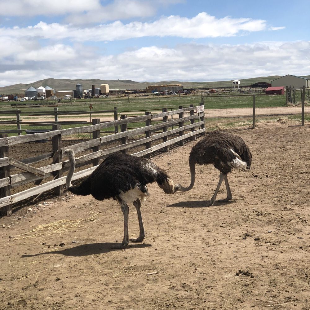Terry Bison Ranch Resort - Very curious Ostriches 5-11-2019 - Venues & Event Spaces Near Me - Cheyenne, Wyoming Terry Bison Ranch Resort - Very curious Ostriches 5-11-2019 - Venues & Event Spaces Near Me - Cheyenne, Wyoming