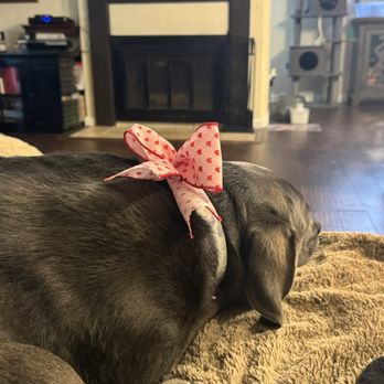 FURology Pet SPaw - Pet Groomers Near Me - Santee, California