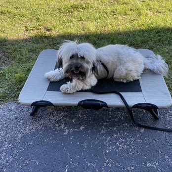 Sit Means Sit Dog Training Tampa - Pet Training Near Me - Brandon, Florida Sit Means Sit Dog Training Tampa - Pet Training Near Me - Brandon, Florida