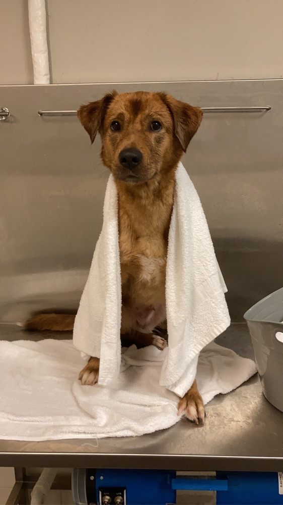 Richland Creek Animal Hospital Image