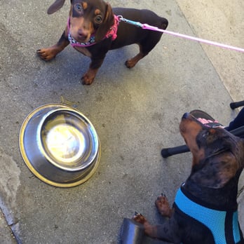 Chad's - Thirsty dogs:) - Breakfast & Brunch Near Me - Santa Barbara, California
