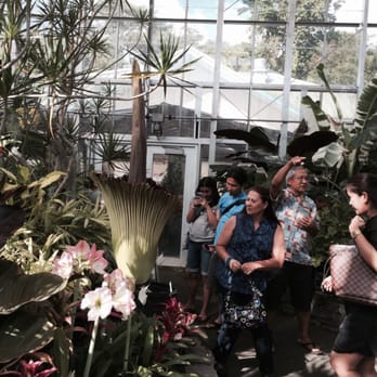 Foster Botanical Garden - And here is the corpse plant - Botanical Gardens Near Me - Honolulu, Hawaii Foster Botanical Garden - And here is the corpse plant - Botanical Gardens Near Me - Honolulu, Hawaii