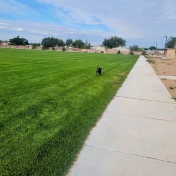 Tom Tenorio Park - Run dog Run - A black dog is on a grassy area beside a concrete sidewalk in a park setting, with residential houses and trees in the background. - Parks Near Me - Albuquerque, New Mexico
