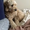 Unleashed Joy Dog Training gift card