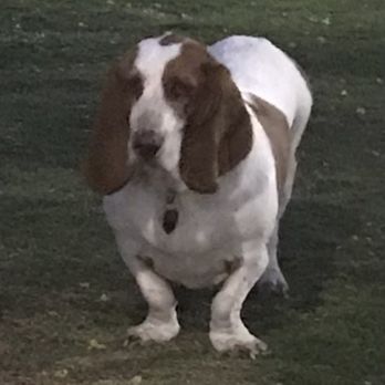 Heritage Bark Park - Hi! I'm short staxx - Dog Parks Near Me - Henderson, Nevada Heritage Bark Park - Hi! I'm short staxx - Dog Parks Near Me - Henderson, Nevada