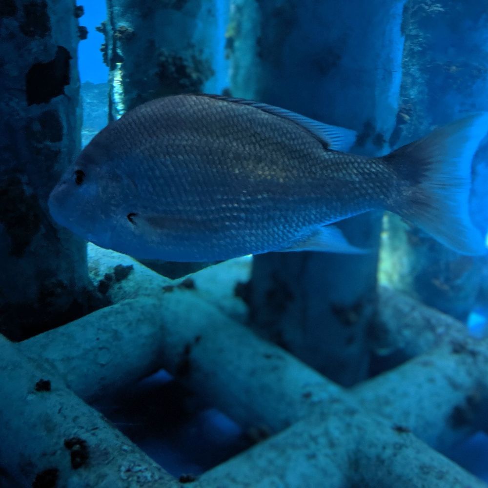 Texas State Aquarium - Aquariums Near Me - Corpus Christi, Texas Texas State Aquarium - Aquariums Near Me - Corpus Christi, Texas
