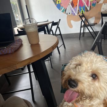 Bark Coffee - Vanilla chai - Coffee & Tea Near Me - Whittier, California Bark Coffee - Vanilla chai - Coffee & Tea Near Me - Whittier, California