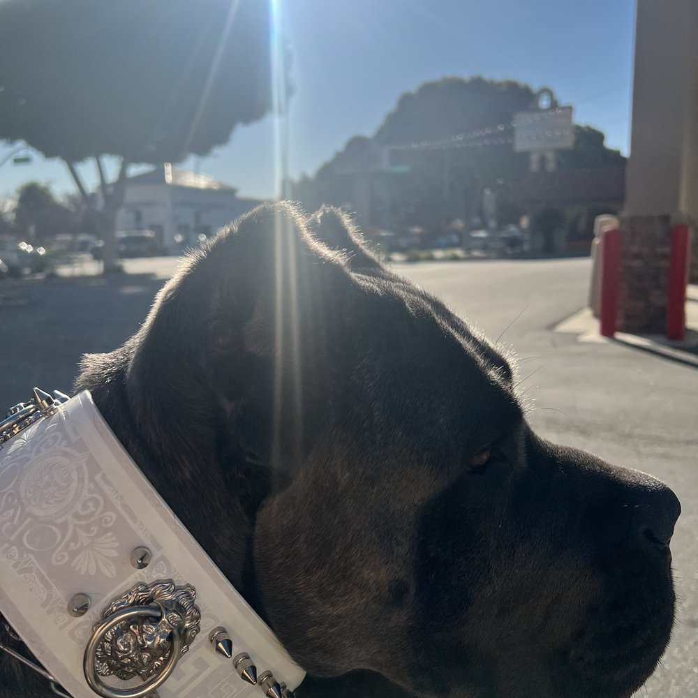 Super Pets - Orso the Cane Corso at Super Pets - Pet Stores Near Me - Temple City, California Super Pets - Orso the Cane Corso at Super Pets - Pet Stores Near Me - Temple City, California