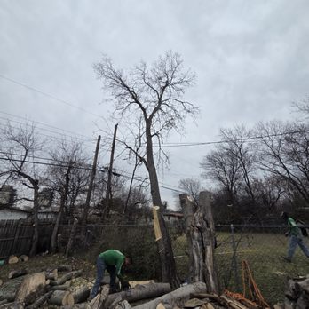 Floran Tree Service - Tree Services Near Me - Fort Worth, Texas