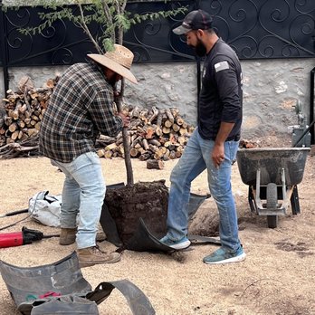 Eastside Discount Nursery - Having our Acacia trees planted - Nurseries & Gardening Near Me - El Paso, Texas
