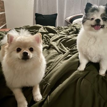 Dog Camp Groom - My Fur Babies - Pet Groomers Near Me Dog Camp Groom - My Fur Babies - Pet Groomers Near Me