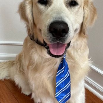 Ark Angels Labradors - School yearbook photo. - Pet Adoption Near Me - Jackson Township, New Jersey Ark Angels Labradors - School yearbook photo. - Pet Adoption Near Me - Jackson Township, New Jersey