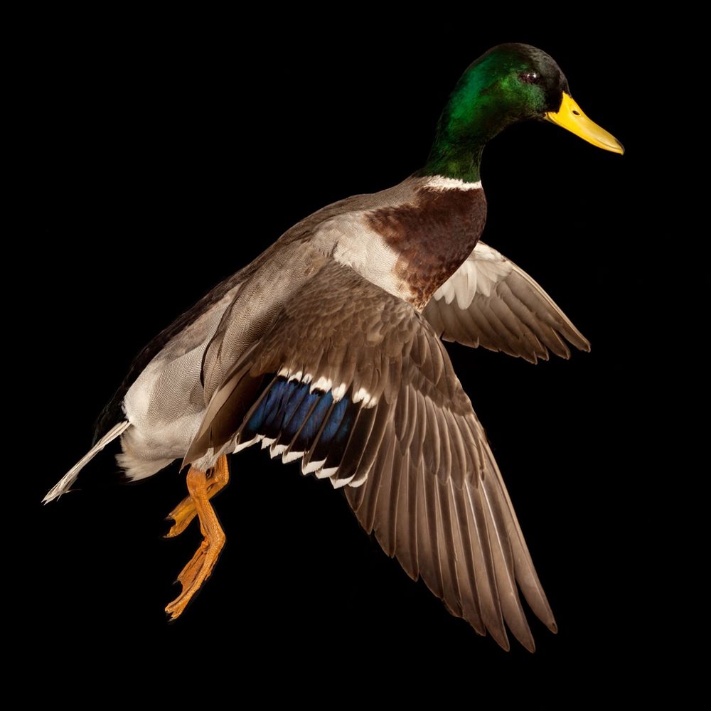 CreekBed Taxidermy - taxidermy in Bloomingdale, GA