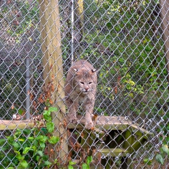 Carolina Tiger Rescue - It's not just lions and tigers, they've also got bobcats! - Animal Shelters Near Me - Pittsboro, North Carolina Carolina Tiger Rescue - It's not just lions and tigers, they've also got bobcats! - Animal Shelters Near Me - Pittsboro, North Carolina