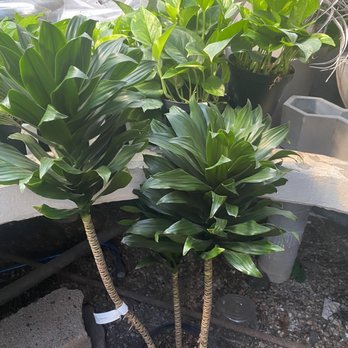 CALVERT'S PLANT INTERIORS - Updated December 2025 - 77 Photos & 23