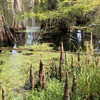 Cypress Gardens - Blackwater swamp and cypress and Tupelo trees! - Parks Near Me - Moncks Corner, South Carolina Cypress Gardens - Blackwater swamp and cypress and Tupelo trees! - Parks Near Me - Moncks Corner, South Carolina