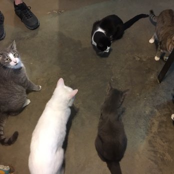 Goathouse Refuge - Animal Shelters Near Me - Pittsboro, North Carolina Goathouse Refuge - Animal Shelters Near Me - Pittsboro, North Carolina