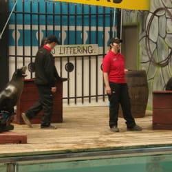 Knowsley Safari Park - The sealion show at Knowsley Safari Park