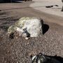 Photo of Quartzsite Dog Park
