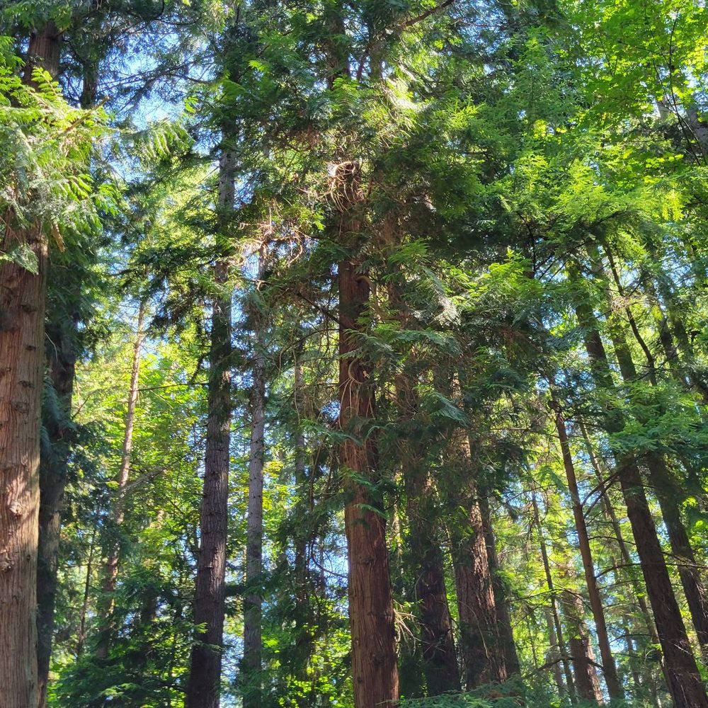 Forest Park - Parks Near Me - Everett, Washington Forest Park - Parks Near Me - Everett, Washington