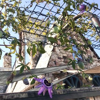 MY Coffee Roastery - Pretty lilikoi plants outside - Coffee & Tea Near Me - Berkeley, California