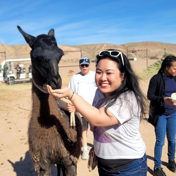 Camel Safari - Zoos Near Me - Bunkerville, Nevada
