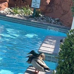Turtle Cay Resort - The ducks enjoyed the pool as much as we did.