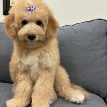 Sunset Grooming - Lolo! - Pet Groomers Near Me Sunset Grooming - Lolo! - Pet Groomers Near Me