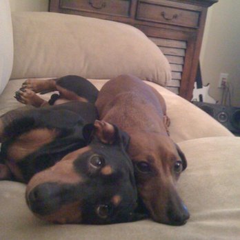 Tamroc Kennels - Happy clients of Tamroc Kennels - Pet Sitting Near Me - Myrtle Beach, South Carolina Tamroc Kennels - Happy clients of Tamroc Kennels - Pet Sitting Near Me - Myrtle Beach, South Carolina