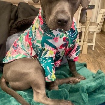 Rooted Dog Training - Pet Training Near Me