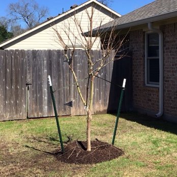 La Escondida Tree Farm - CrapeMyrtle tree - Nurseries & Gardening Near Me - Magnolia, Texas La Escondida Tree Farm - CrapeMyrtle tree - Nurseries & Gardening Near Me - Magnolia, Texas
