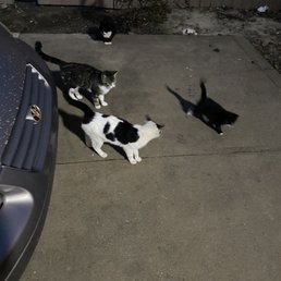 Cats in the parking lot