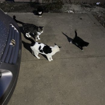 Smoker's Paradise - Cats in the parking lot - Tobacco Shops Near Me - Vinton, Louisiana